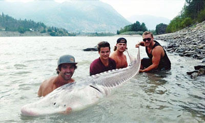 RIVER MONSTER ADVENTURES  BC Sturgeon Fishing Tours In Fraser River Canyon