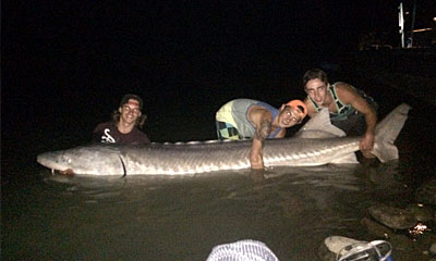 Recent Photos Of Giant Sturgeon Caught By River Monster Adventures