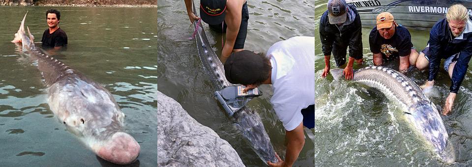 Legendary Pig Nose Sturgeon Caught | River Monster Fishing News