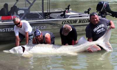 Monster White Sturgeon Fishing Videos In BC