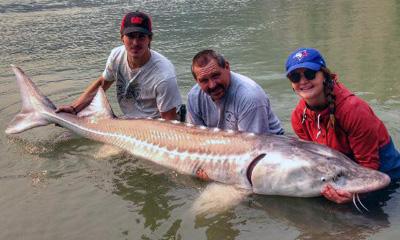 Catch White Sturgeon With Pro-Gear