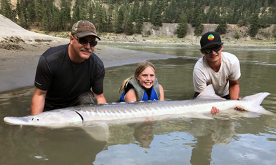 Facts About BC's White Sturgeon